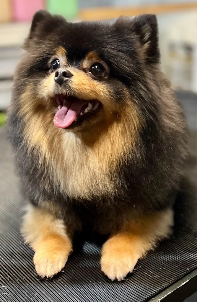 Barklees salon of Grooming
