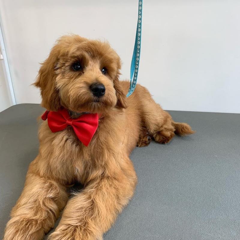 Pippa paws dog grooming