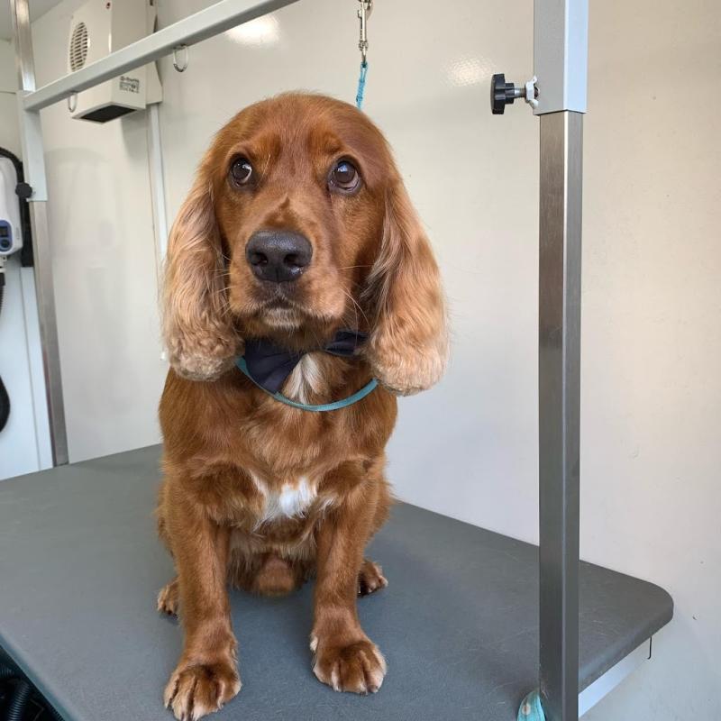 Pippa paws dog grooming