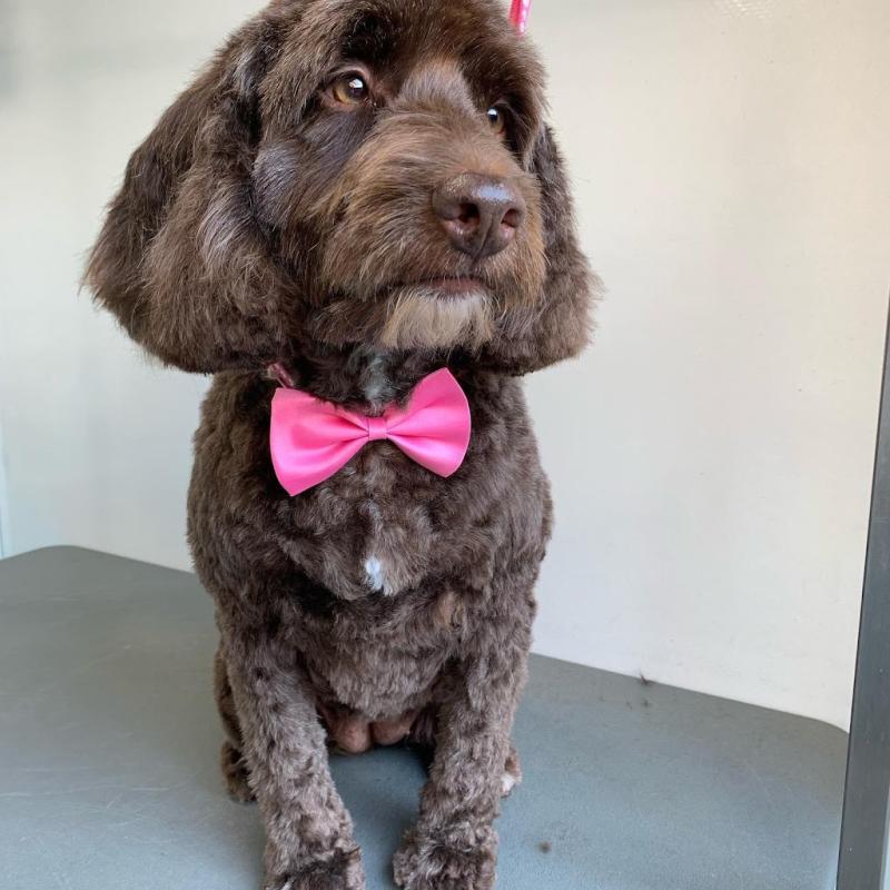 Pippa paws dog grooming