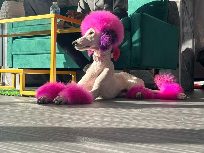 Regal Dog Parlour – Dog Grooming Milton Keynes