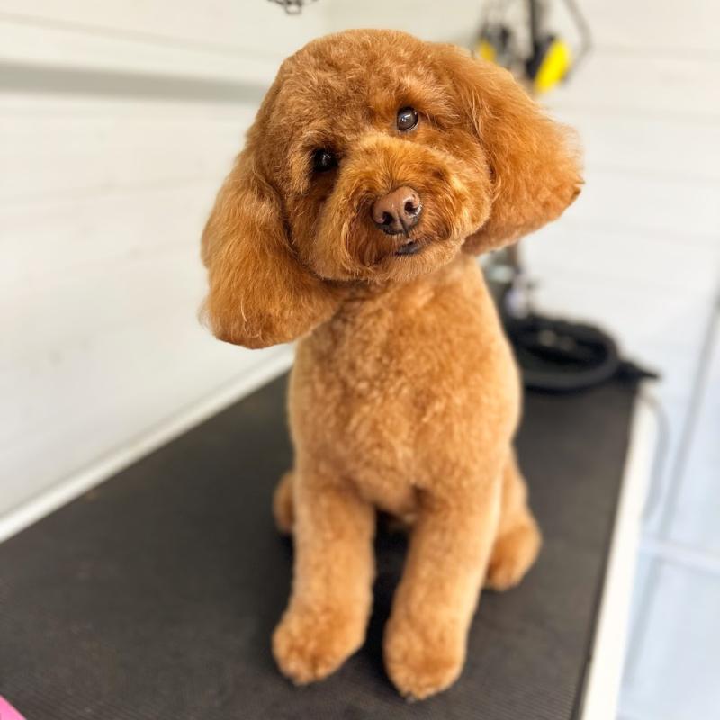 Bonnie’s Dog Groomers