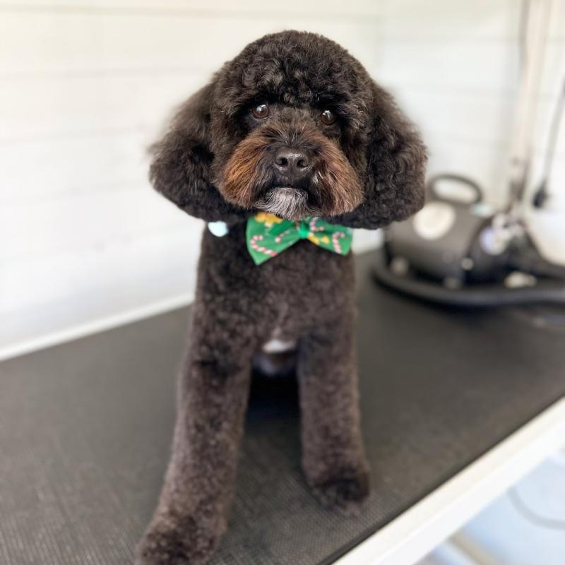 Bonnie’s Dog Groomers