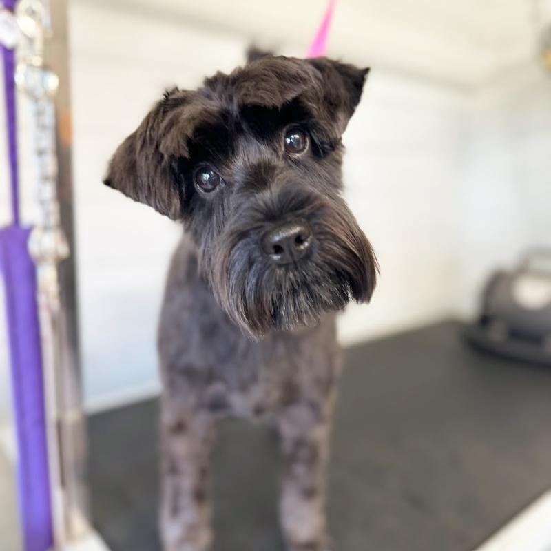 Bonnie’s Dog Groomers
