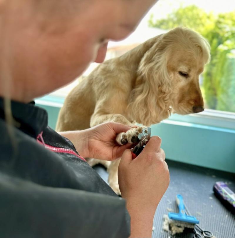 Cucumber Cuts Dog Grooming
