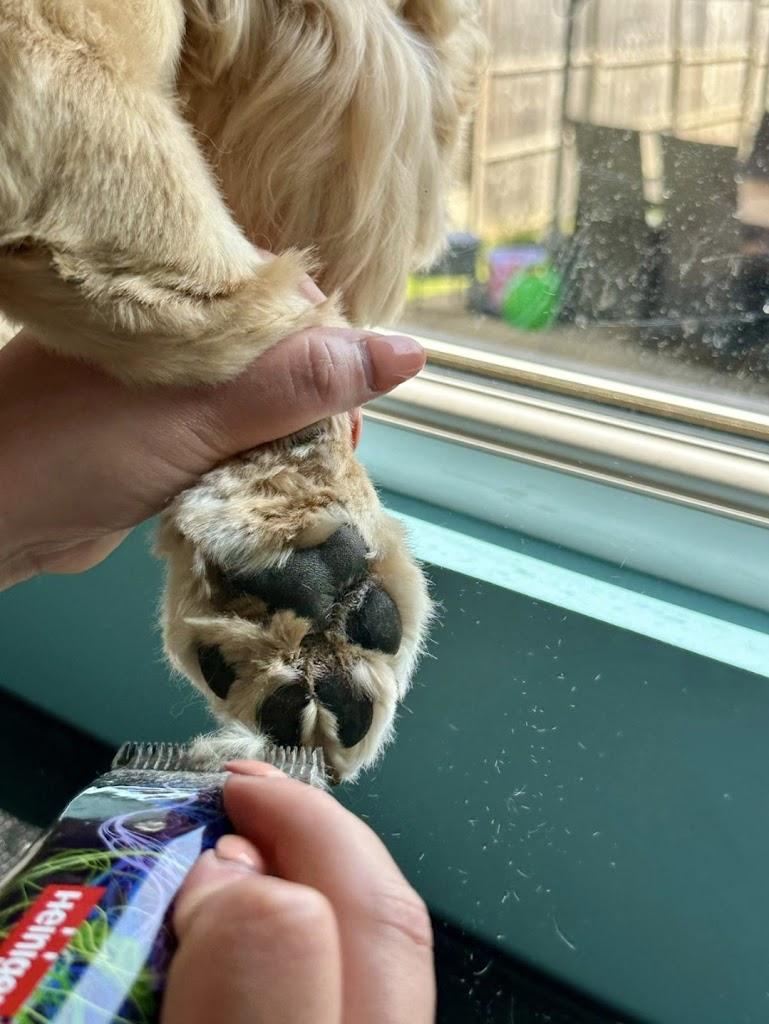 Cucumber Cuts Dog Grooming