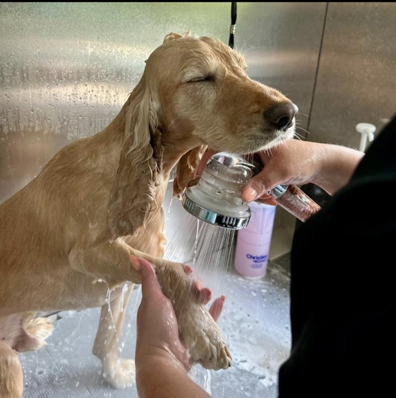 Cucumber Cuts Dog Grooming
