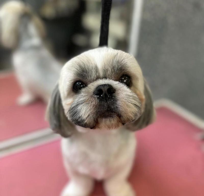 Dog grooming in Mk