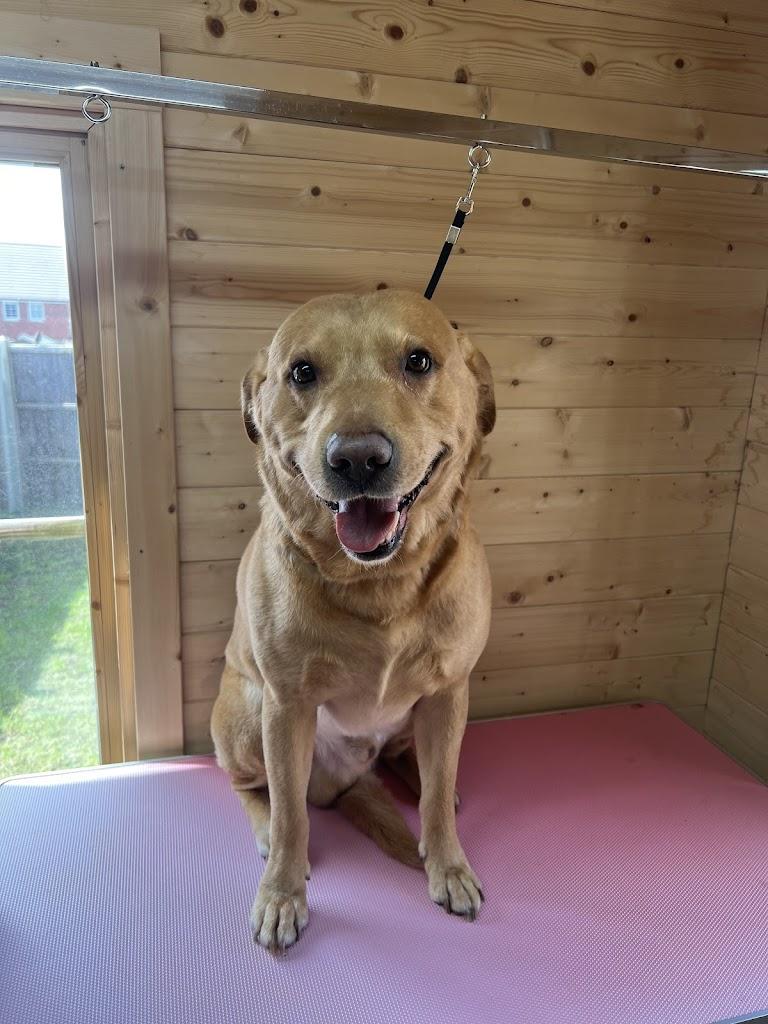 Dog grooming in Mk