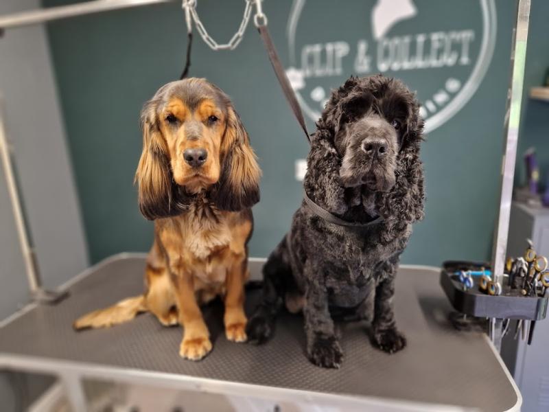 Clip & Collect Dog Grooming