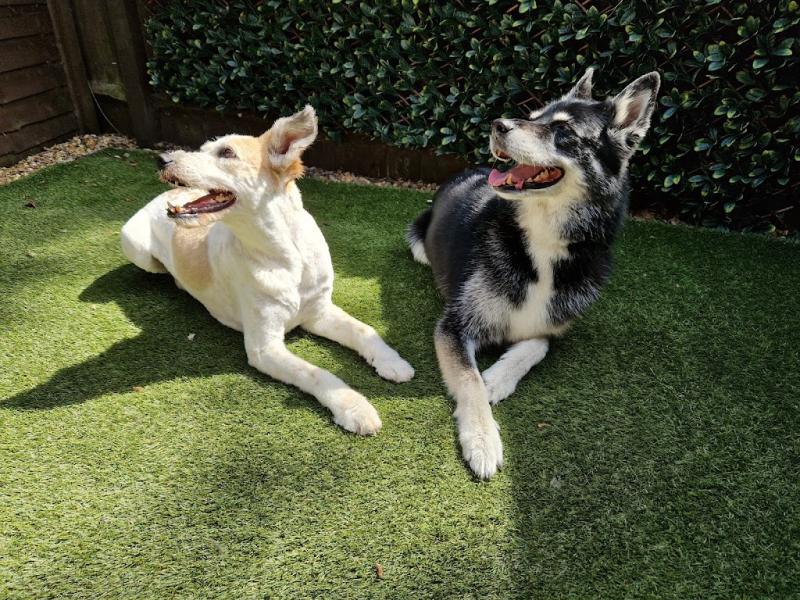 Clip & Collect Dog Grooming