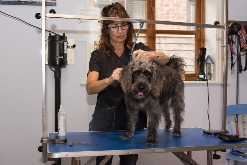 Debs Delighted Dogs – Dog Grooming