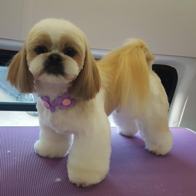 KK Dog Grooming