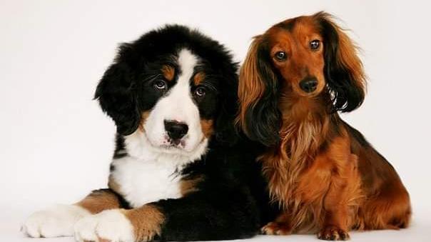 KK Dog Grooming
