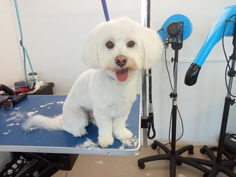 White Bim dog grooming