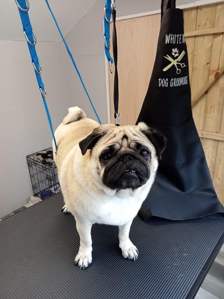 White Bim dog grooming