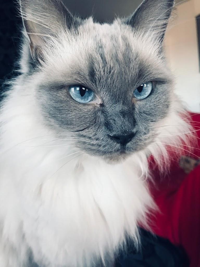 Purrfectly Pawsitive