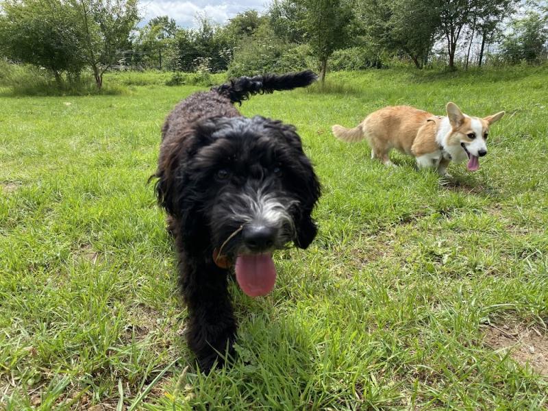 Waggy Tales