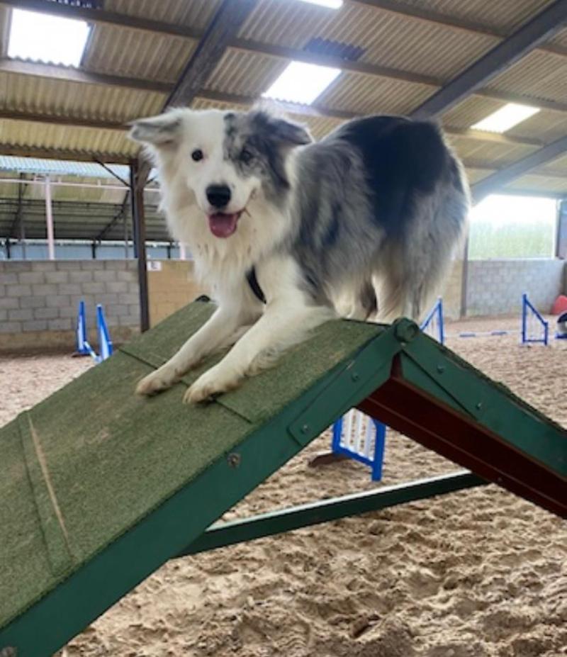 Old Farm Dog Grooming