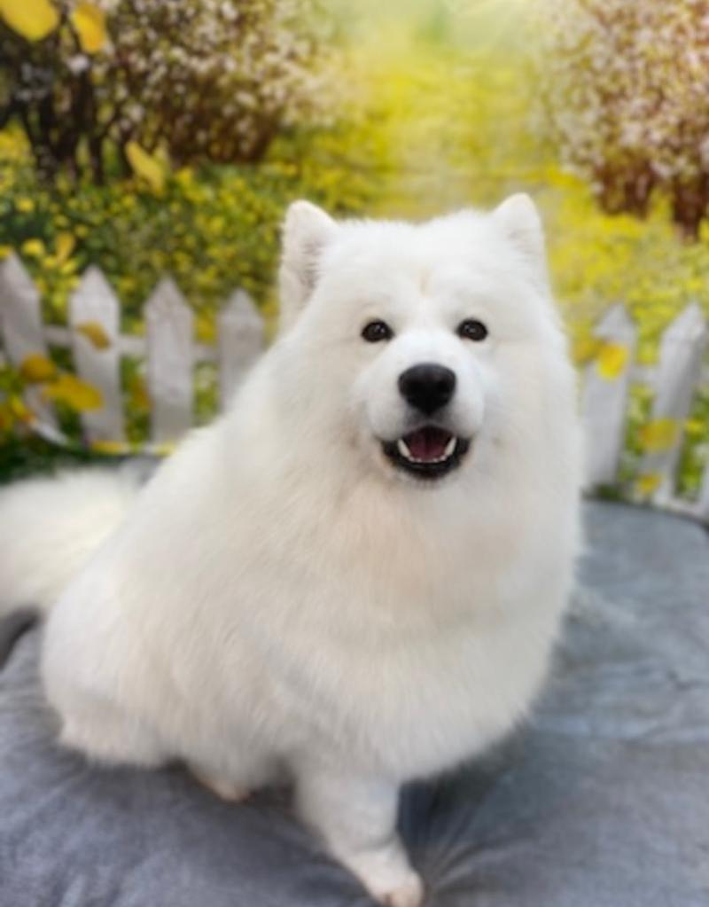 Old Farm Dog Grooming