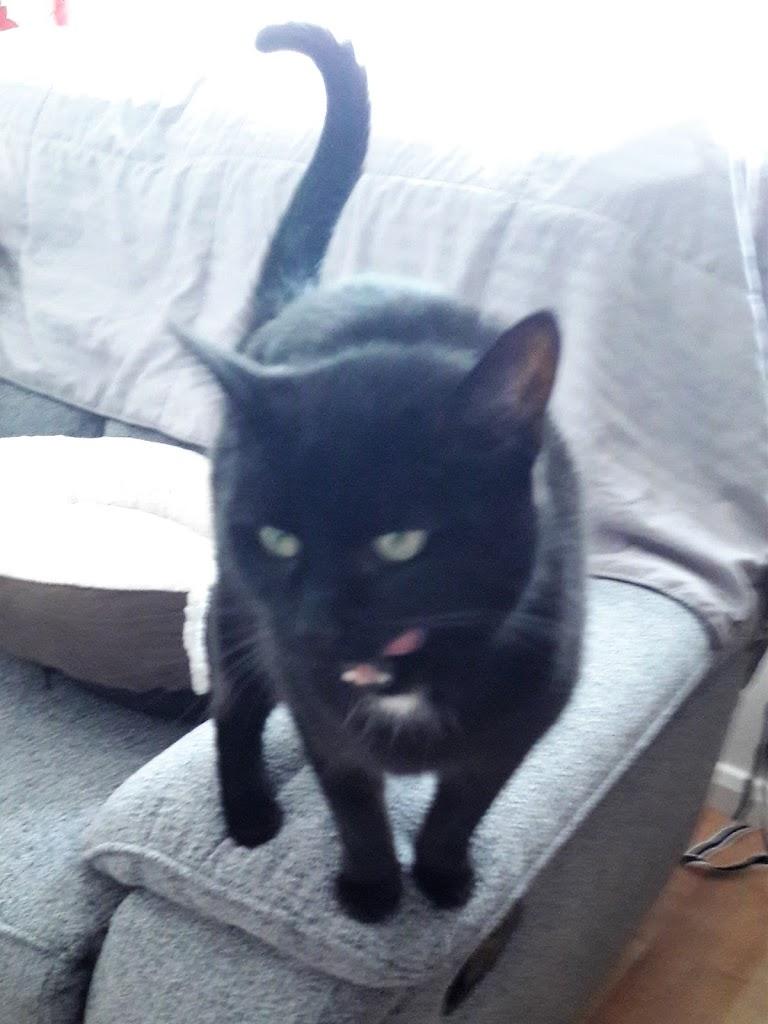 Fuzzy Fur Balls Pet Sitting Service