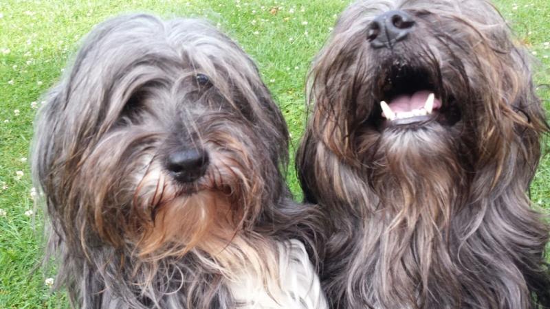 Fuzzy Fur Balls Pet Sitting Service