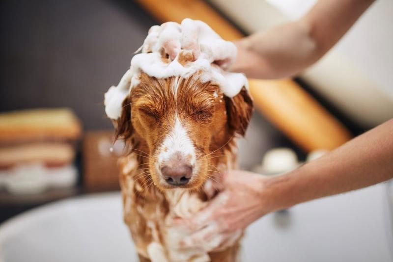 Plush Pups Pet Services