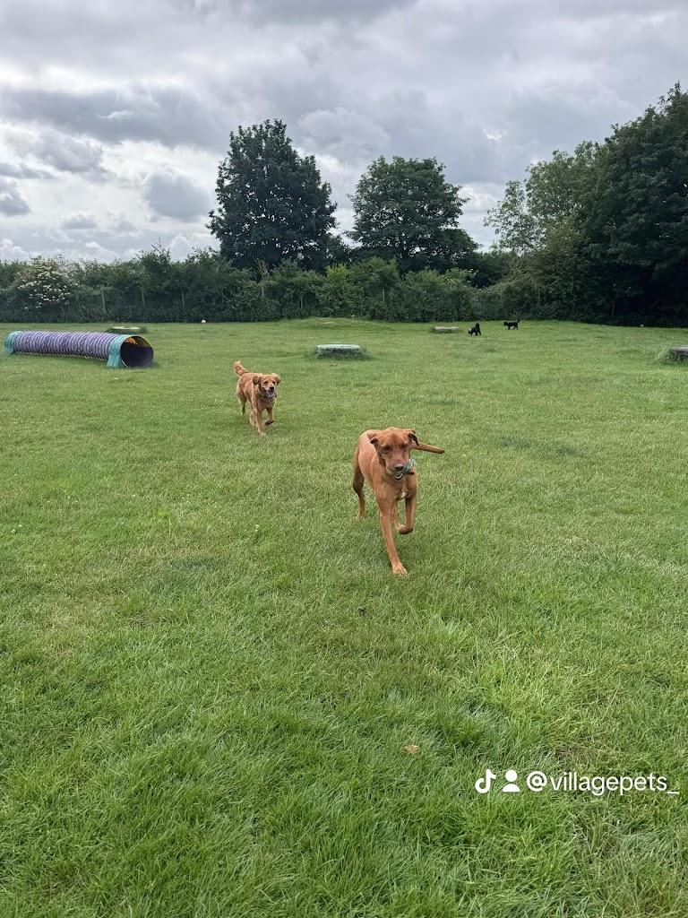 Village Pets