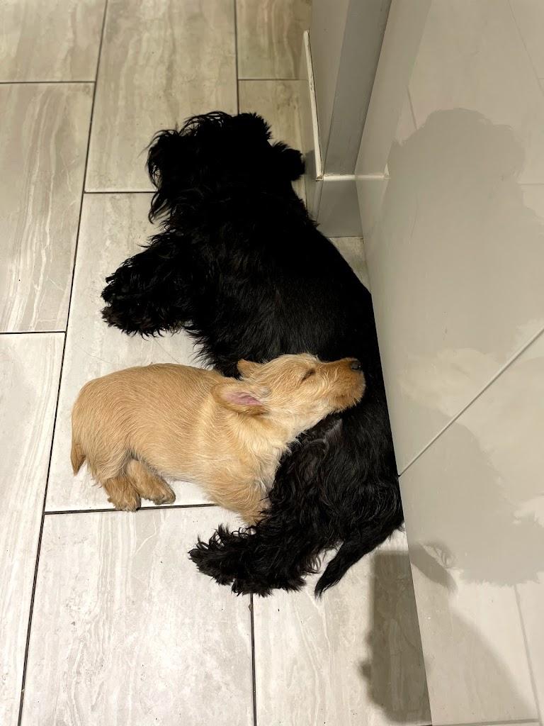 Grooming
