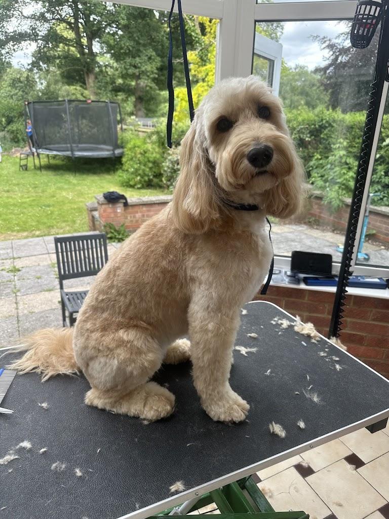 Woburn Sands Dog Grooming
