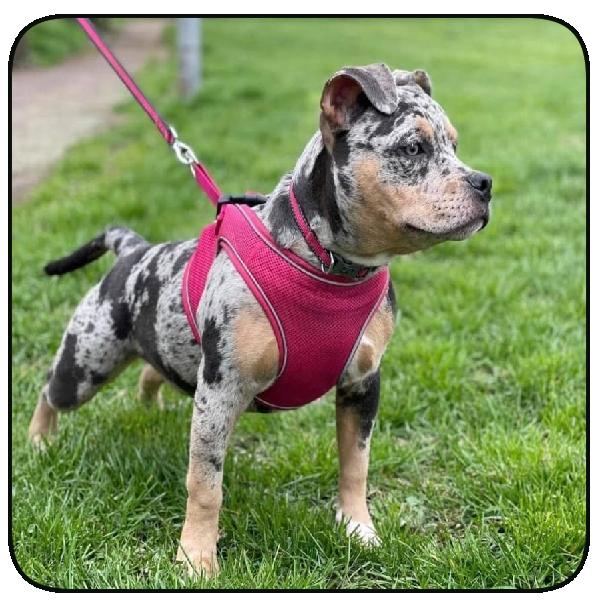 Canine Delux Breeding