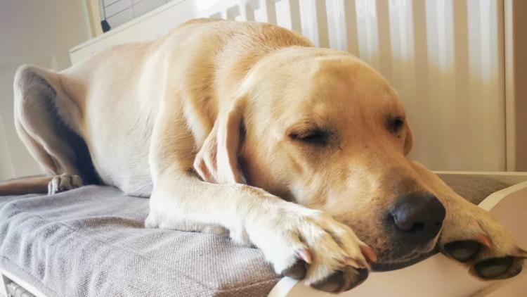 Golden Groomers