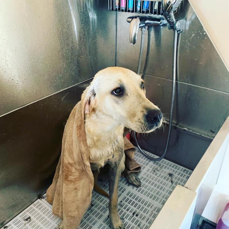 Golden Groomers