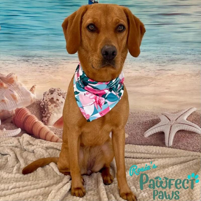 Rosie’s Pawfect Paws