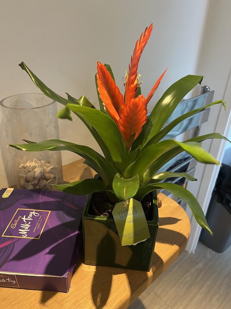 Flora tutor ltd