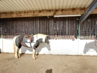 Bryerley Springs equestrian centre