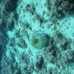 MK Scuba School