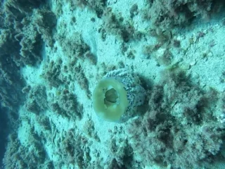 MK Scuba School